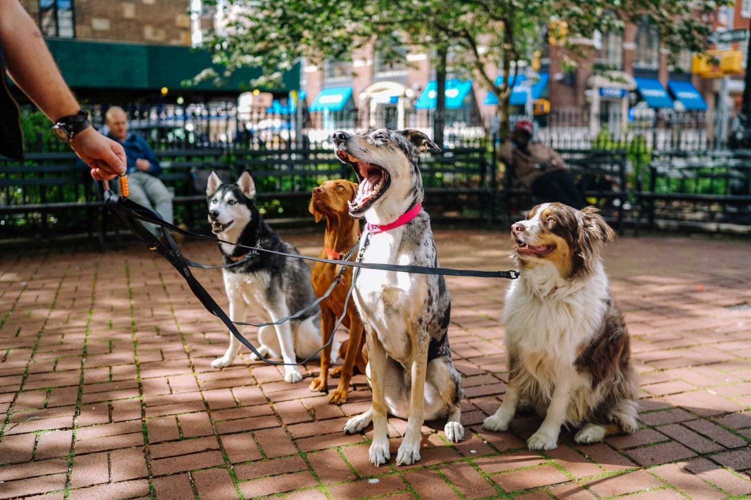 Quatre chiens assis sur un trottoir en briques dans un parc, tenus en laisse par une personne dont seule la main est visible. Les chiens comprennent un Husky, un Vizsla, un Grand Danois tacheté portant un collier rose, et un Berger Australien. Des personnes sont assises sur des bancs en arrière-plan.