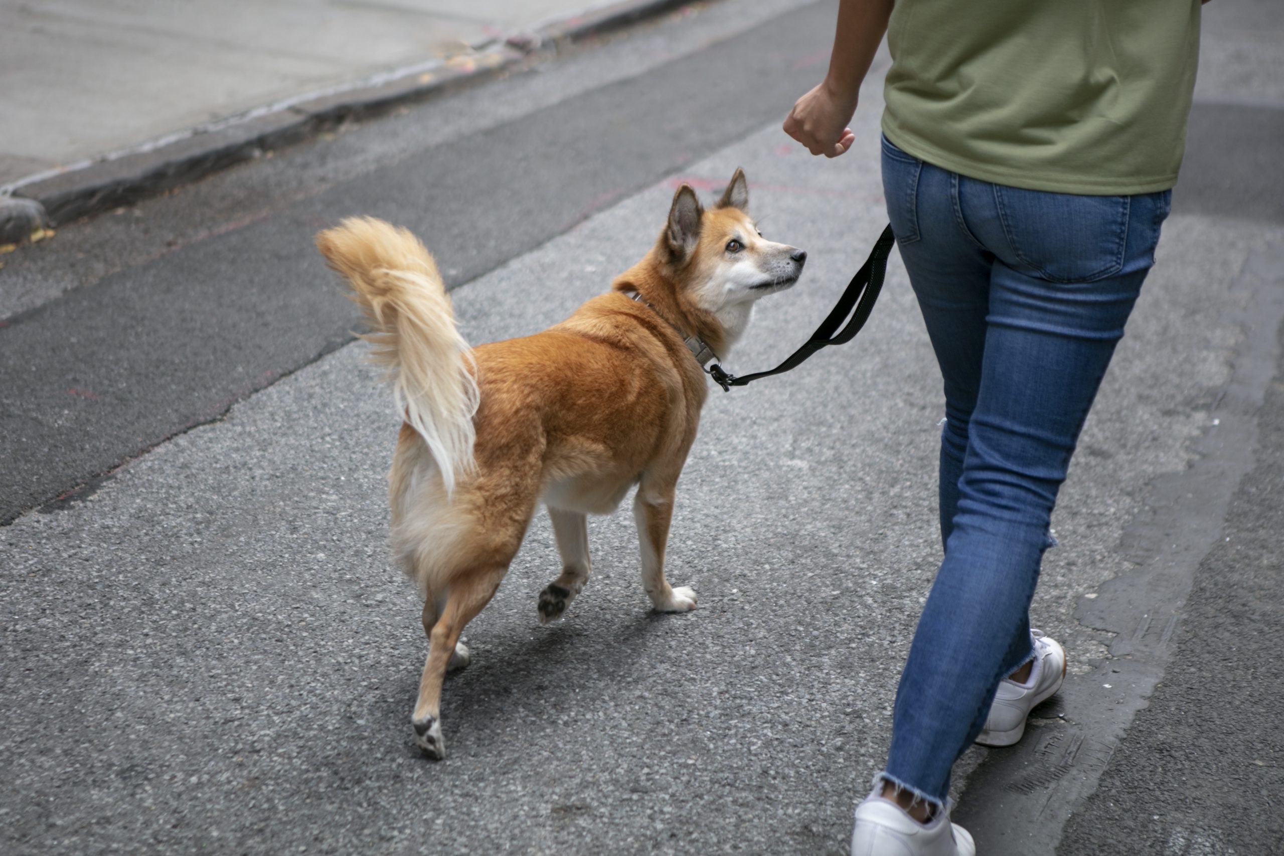 Une personne portant un t-shirt vert et un jean marche avec un chien de taille moyenne, au pelage roux et blanc, en laisse sur un trottoir en ville.