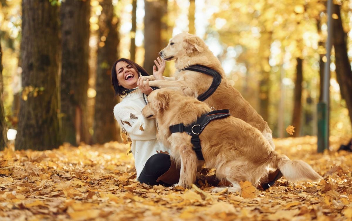 Une femme souriante, portant un pull blanc, joue avec deux Golden Retrievers dans un parc rempli de feuilles d'automne. Les deux chiens portent des harnais noirs et se dressent sur leurs pattes arrière, interagissant joyeusement avec la femme.