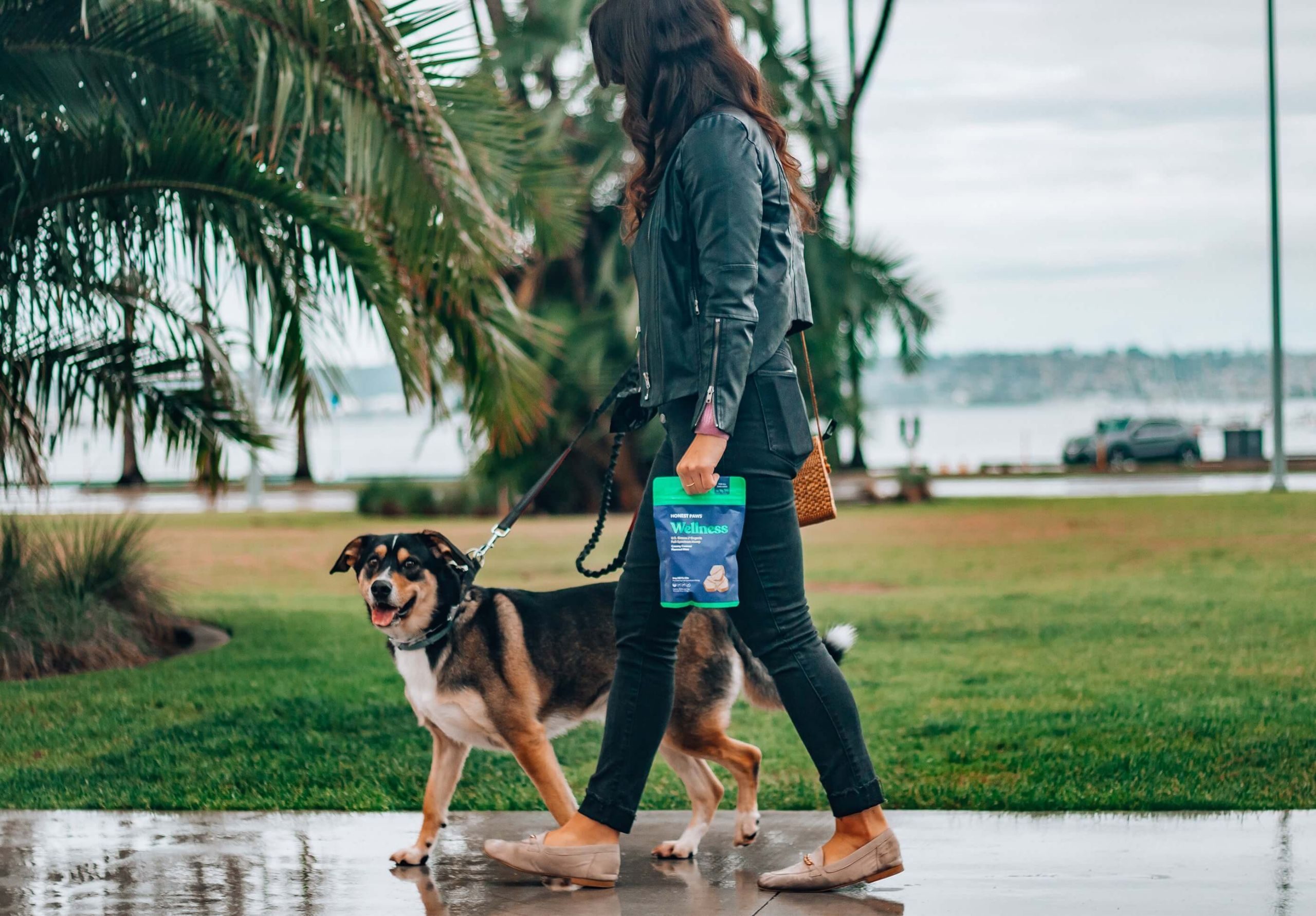 Une femme portant une veste en cuir noir et un pantalon noir marche avec un chien en laisse sur un trottoir mouillé près de palmiers et d'un espace vert. Elle tient un sac de friandises pour chien 'Wellness' dans sa main droite.