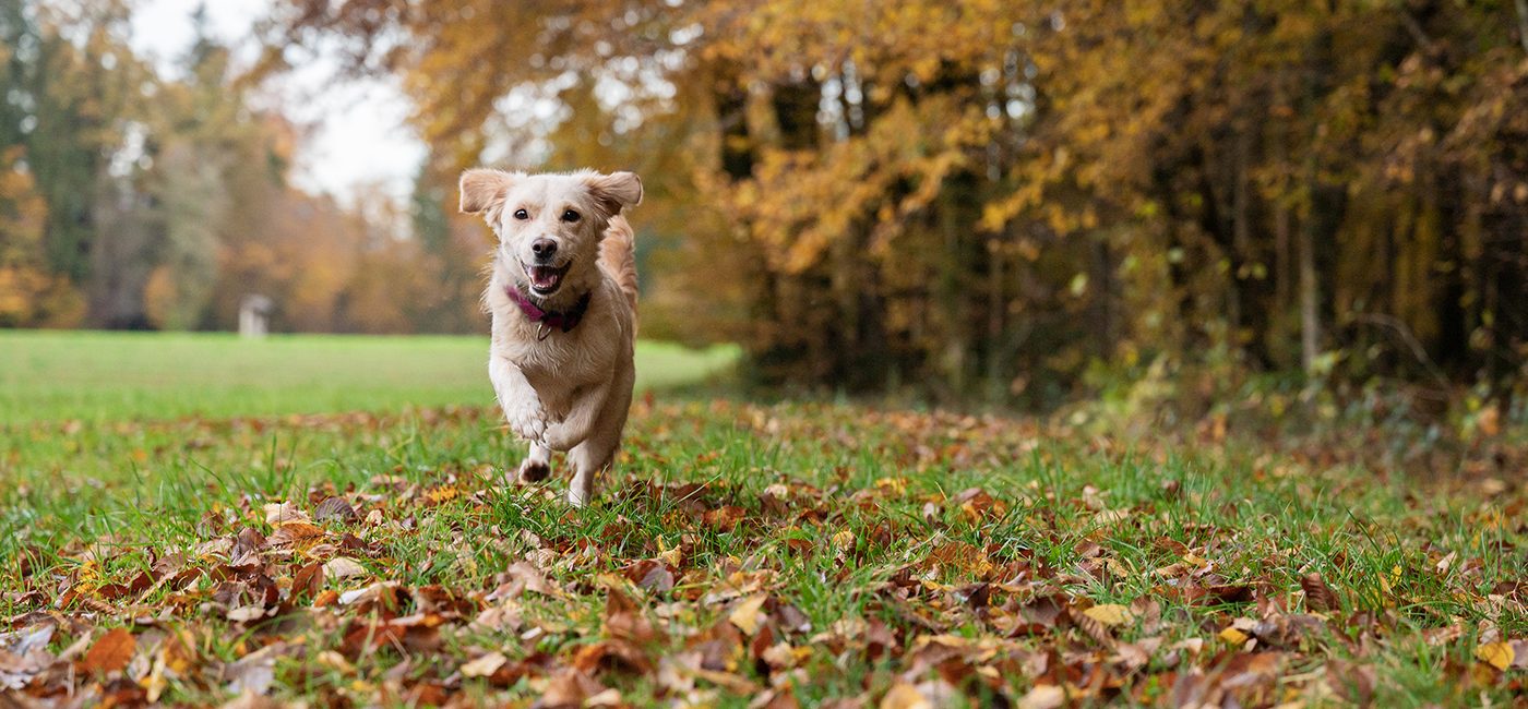 Le Rappel : Assurez la sécurité et l’obéissance de votre chien