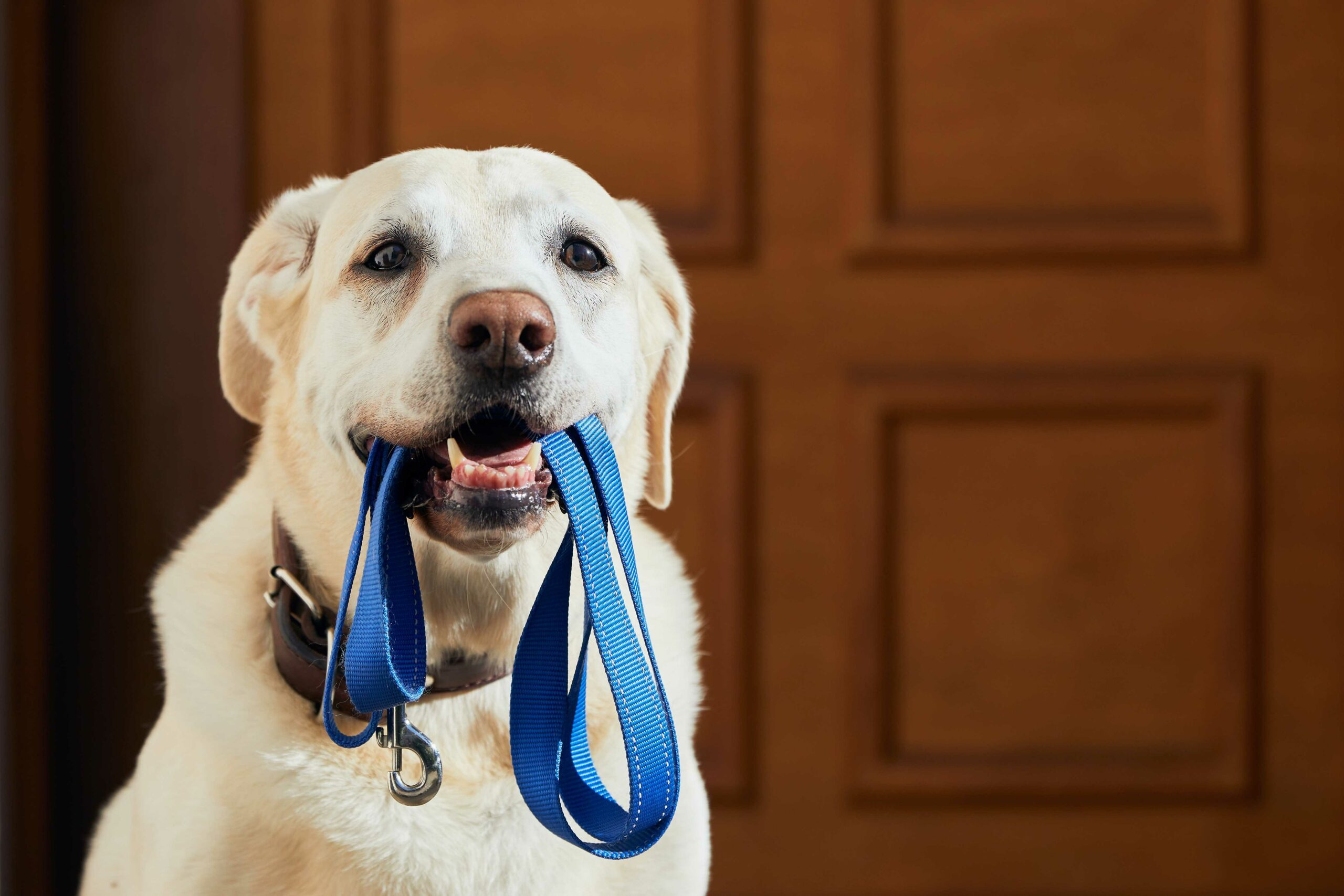 Un Labrador Retriever beige, assis devant une porte en bois, tenant une laisse bleue dans sa bouche et regardant vers la caméra.