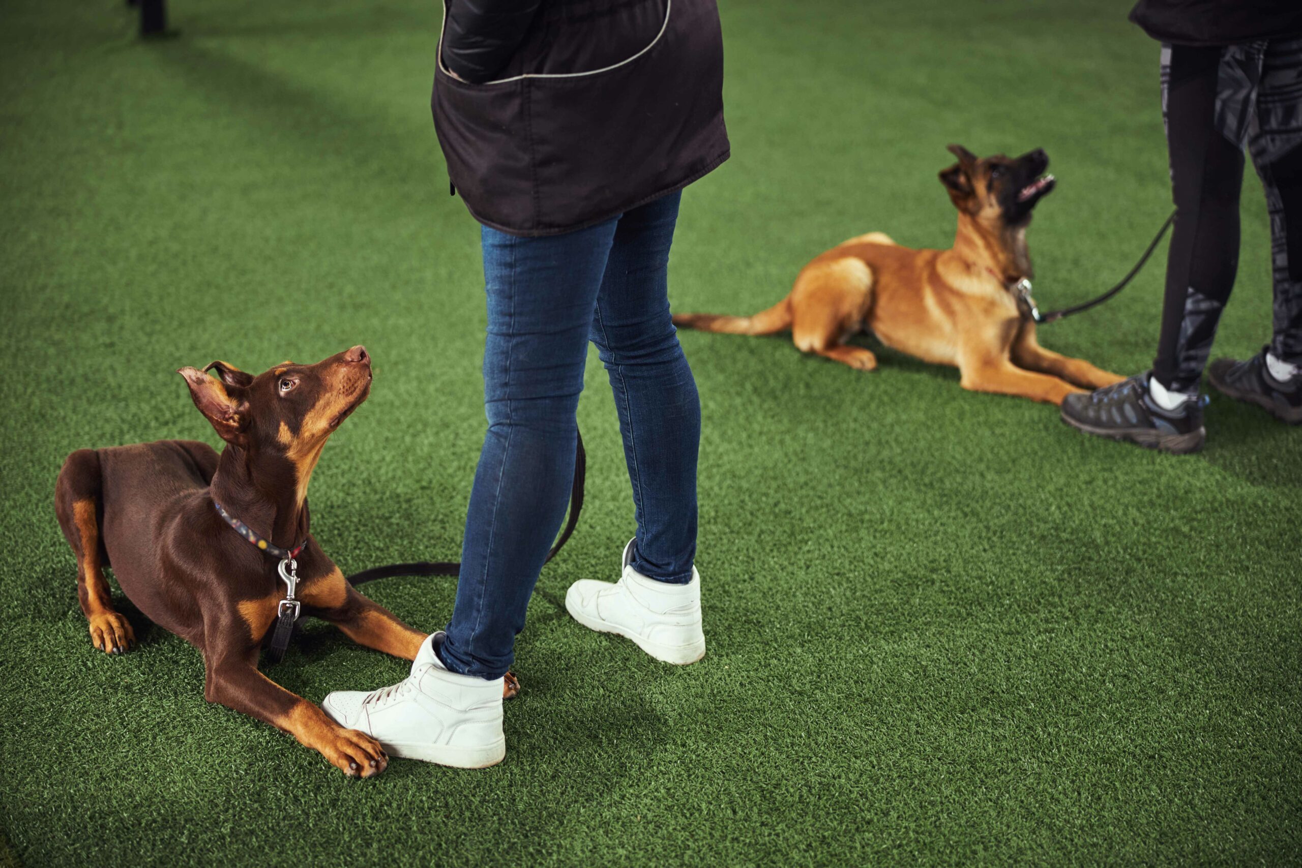 Deux chiens allongés sur une pelouse synthétique, chacun regardant une personne debout à côté d'eux. Le chien au premier plan est un Doberman brun, et l'autre chien est de couleur fauve. Les personnes visibles portent des pantalons et des vestes.