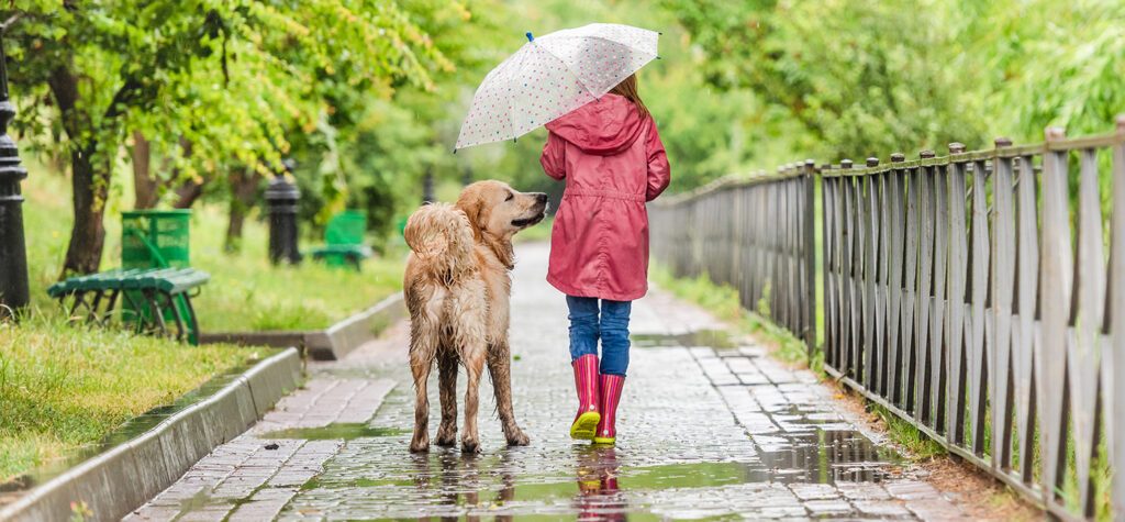 Pourquoi éduquer son chien : Les clés pour une relation harmonieuse et un chien bien dans sa peau