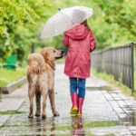 Pourquoi éduquer son chien : Les clés pour une relation harmonieuse et un chien bien dans sa peau